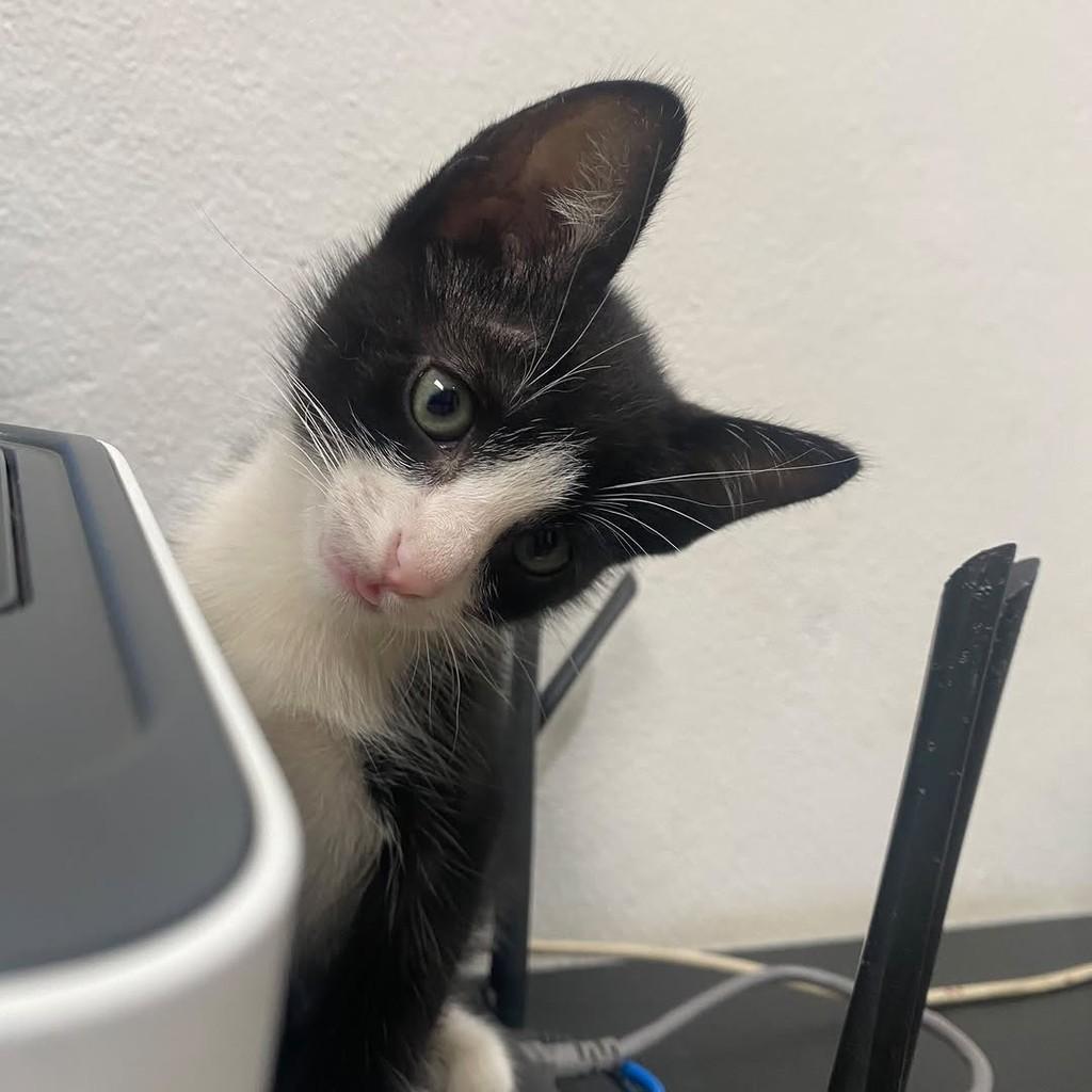 Nino, gato de porte pequeno para adoção em Ubá - MG — foto 3 de 4