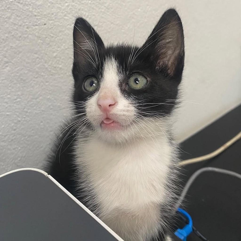 Nino, gato de porte pequeno para adoção em Ubá - MG — foto 4 de 4
