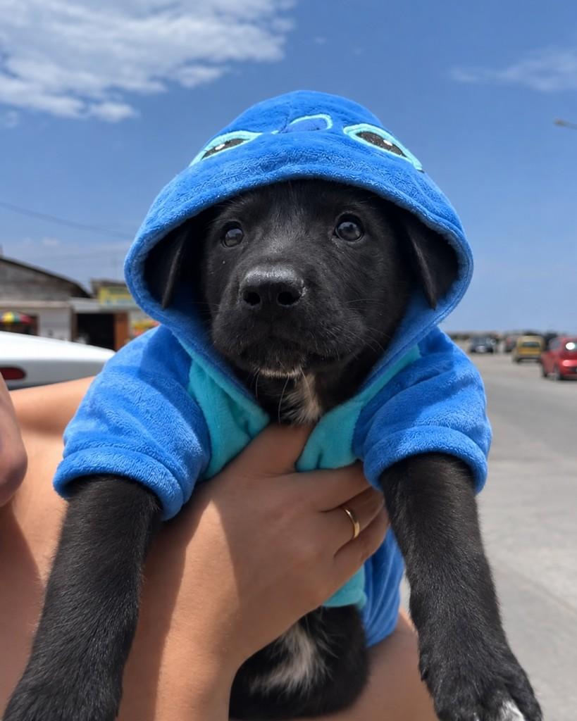 Taz, cachorro de porte médio para adoção em Ubá - MG — foto 2 de 5