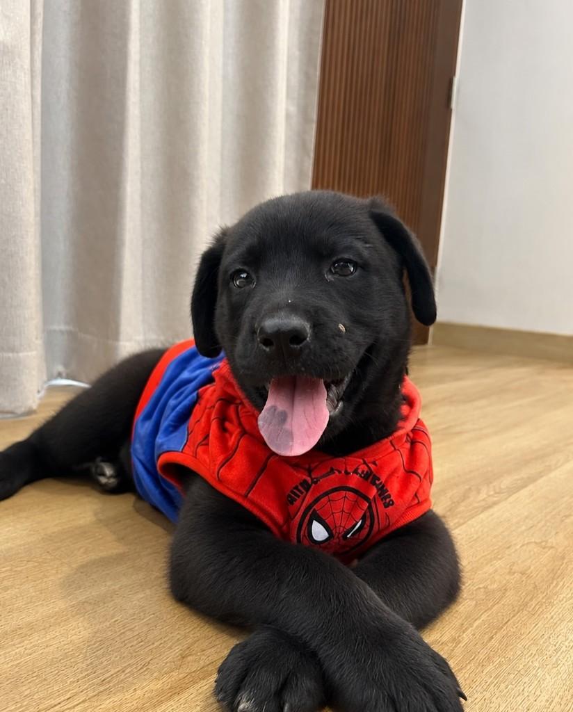Taz, cachorro de porte médio para adoção em Ubá - MG — foto 4 de 5