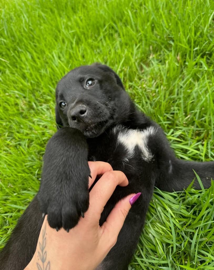 Taz, cachorro de porte médio para adoção em Ubá - MG — foto 5 de 5