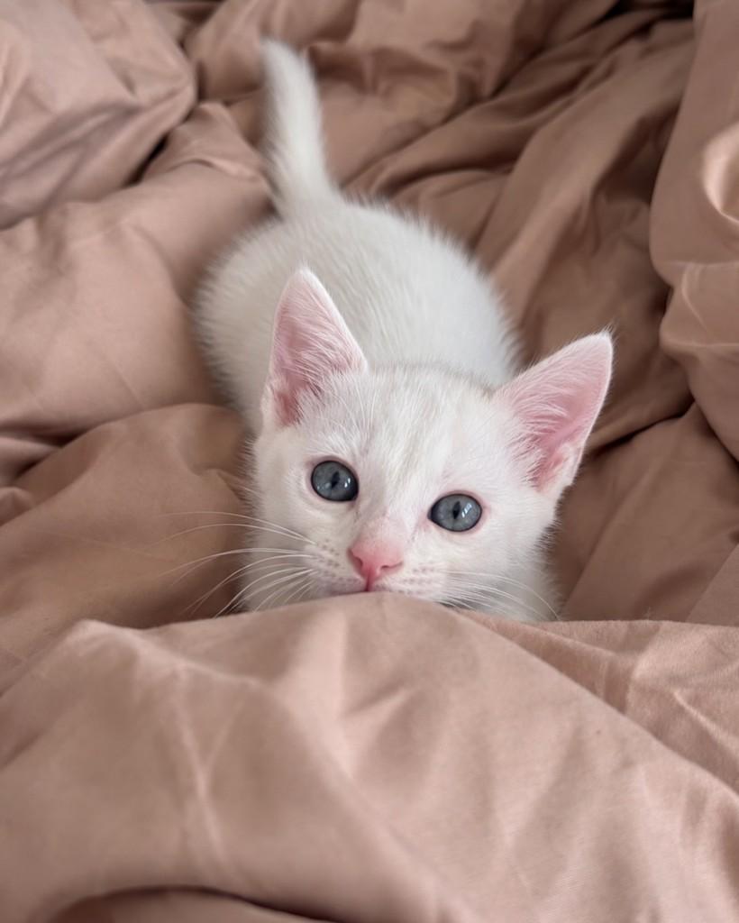 Draco, gato de porte pequeno para adoção em Ubá - MG