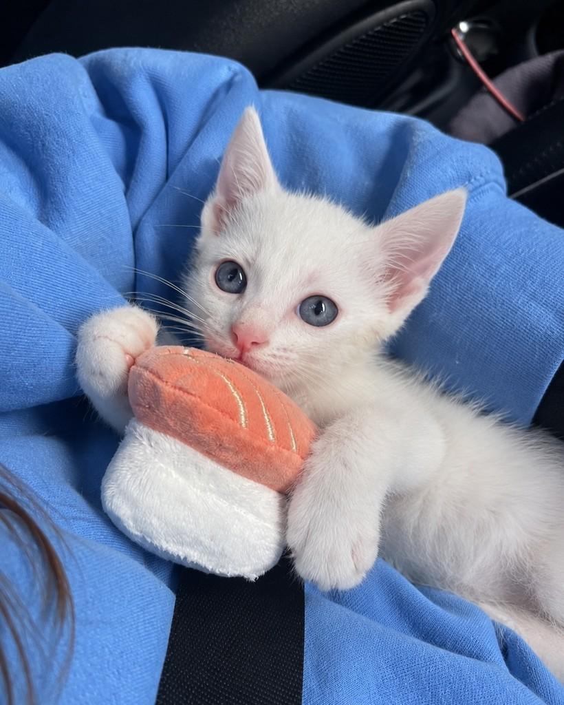 Draco, gato de porte pequeno para adoção em Ubá - MG — foto 2 de 4