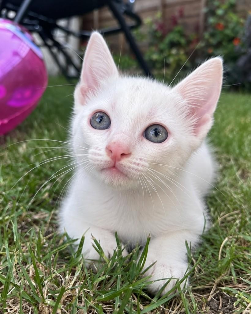 Draco, gato de porte pequeno para adoção em Ubá - MG — foto 3 de 4
