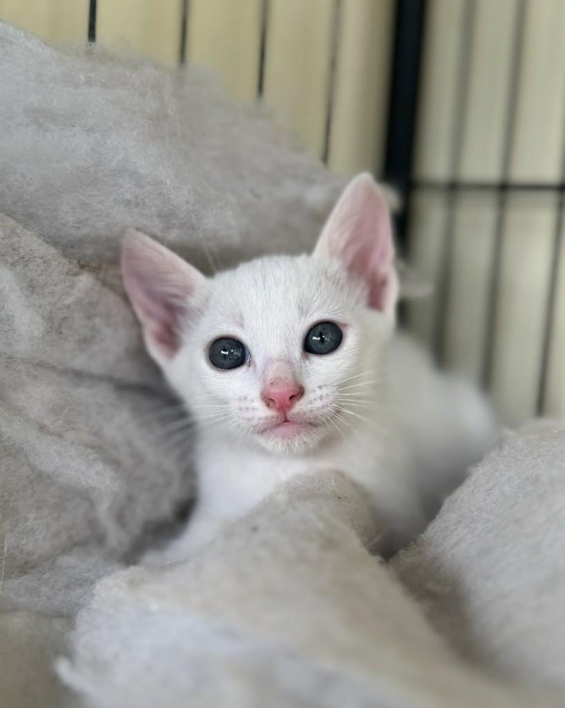 Draco, gato de porte pequeno para adoção em Ubá - MG — foto 4 de 4