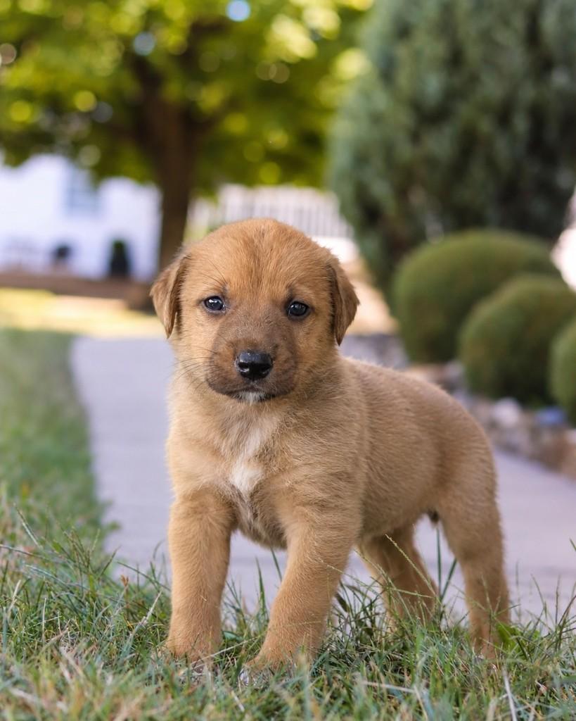 Farofa, cachorro de porte médio para adoção em Ubá - MG