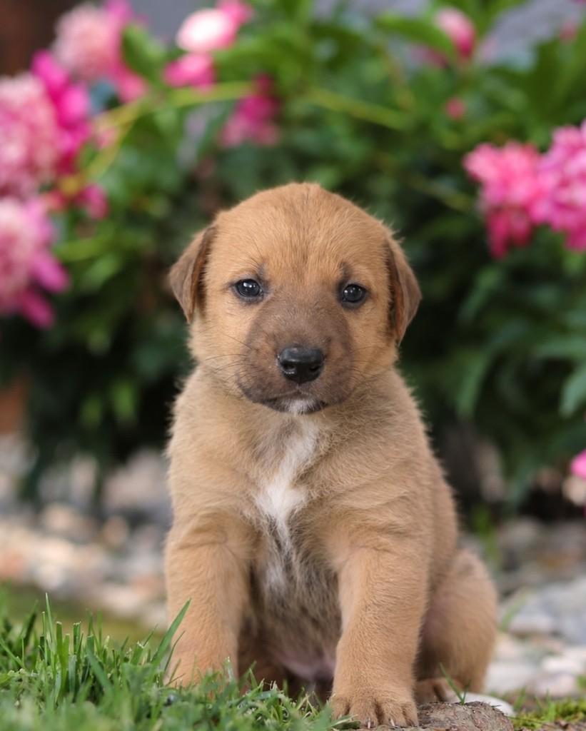 Farofa, cachorro de porte médio para adoção em Ubá - MG — foto 2 de 3