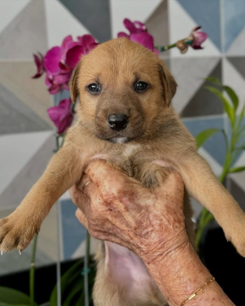 Farofa, cachorro de porte médio para adoção em Ubá - MG — foto 3 de 3