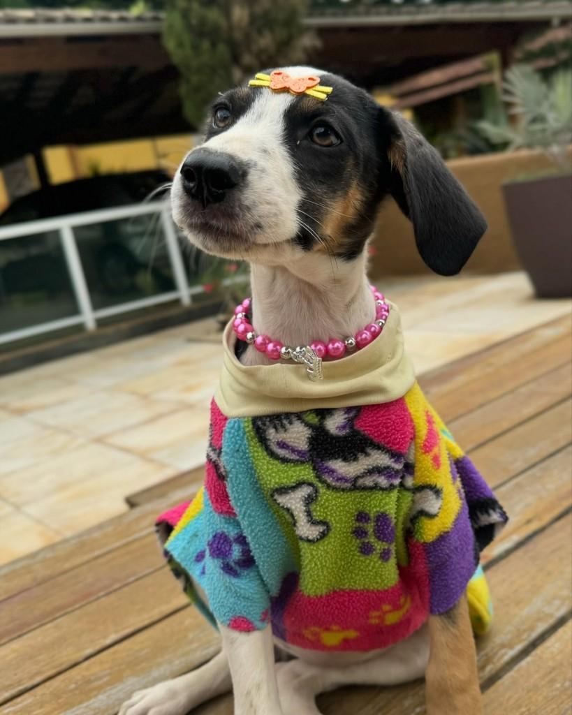 Carlota, cadela de porte médio para adoção em Ubá - MG