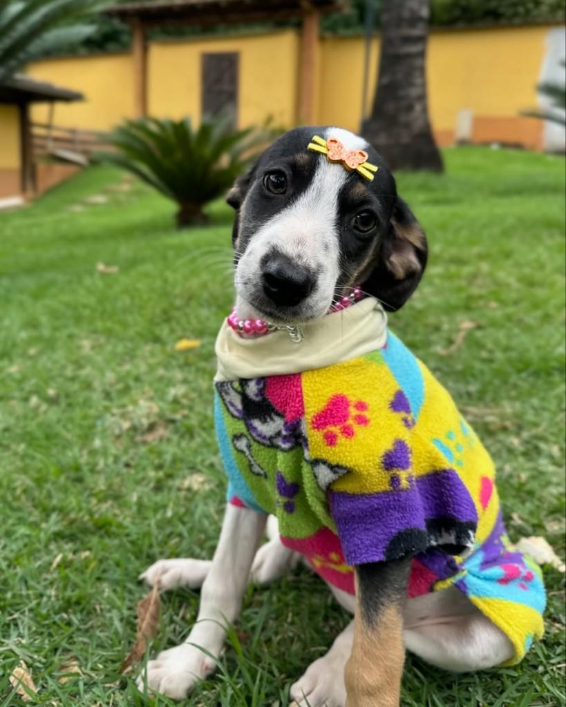 Carlota, cadela de porte médio para adoção em Ubá - MG — foto 5 de 9