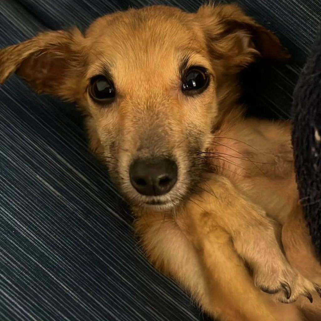 Chiquinho, cachorro de porte pequeno para adoção em Joinville - SC