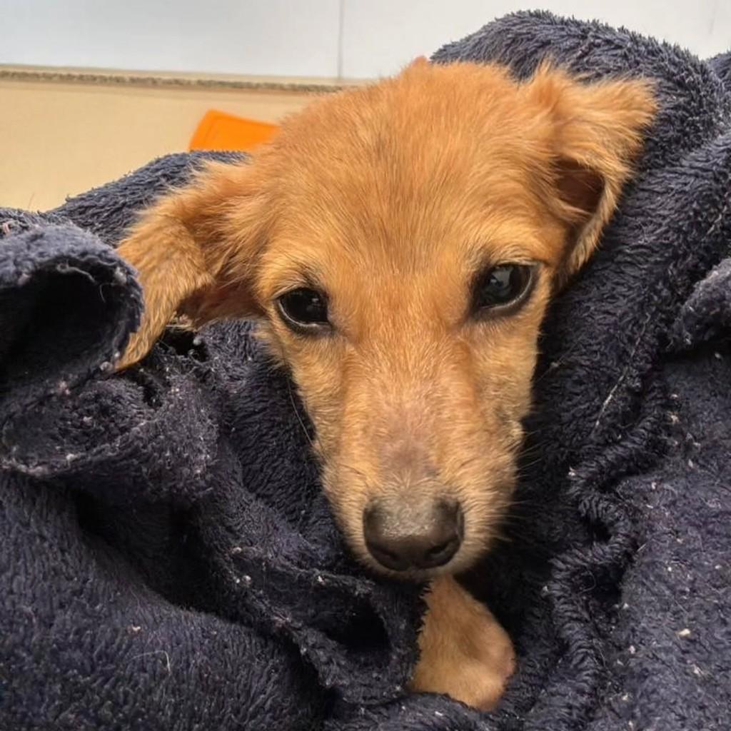 Chiquinho, cachorro de porte pequeno para adoção em Joinville - SC — foto 2 de 3