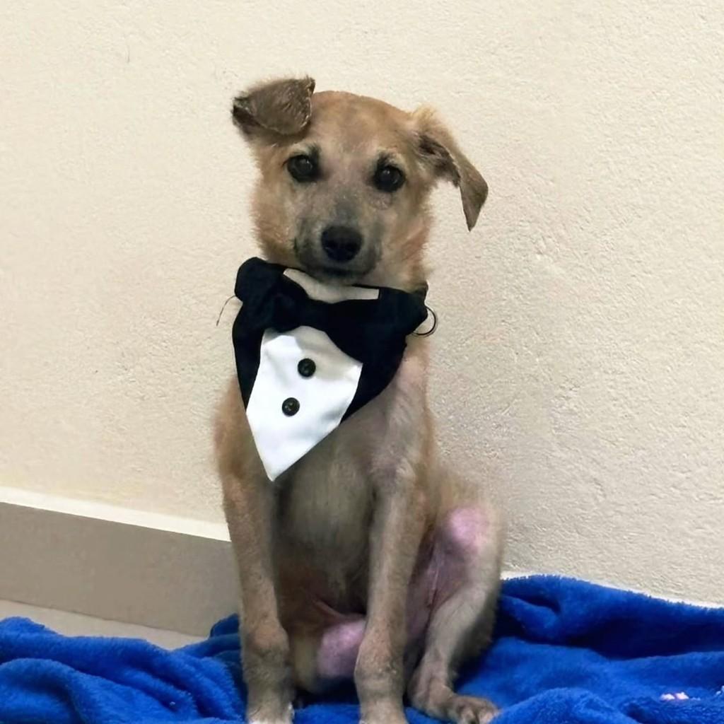 Chiquinho, cachorro de porte pequeno para adoção em Joinville - SC — foto 3 de 3