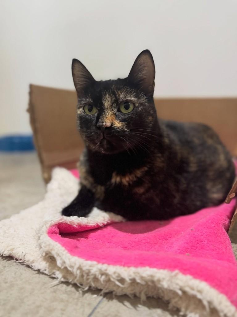 Joy, gato de porte médio para adoção em Sorocaba - SP