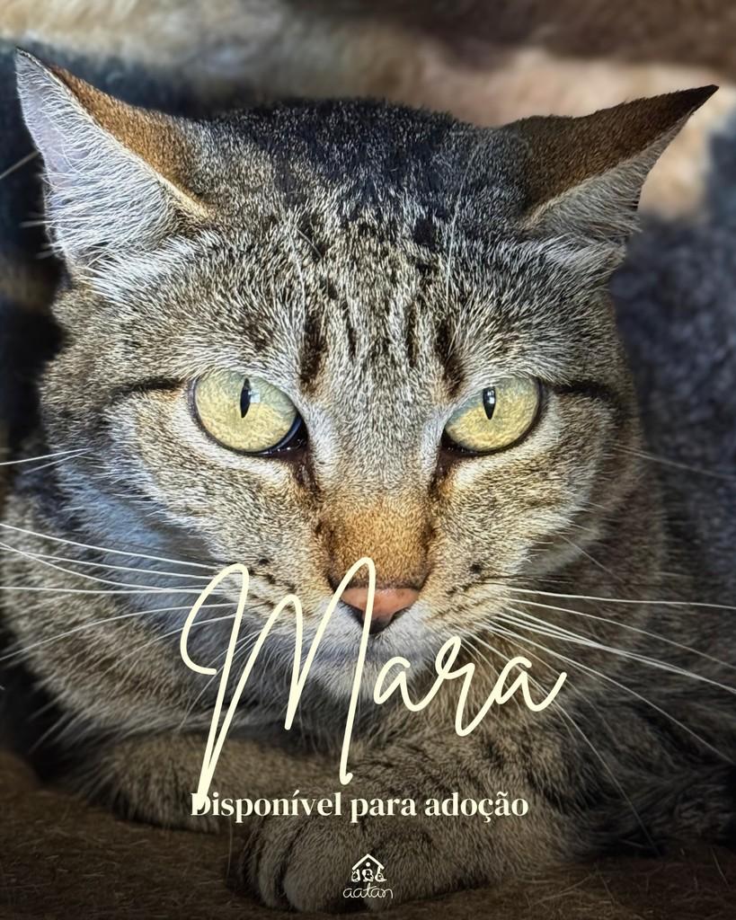 Mara, gata de porte médio para adoção em Sorocaba - SP