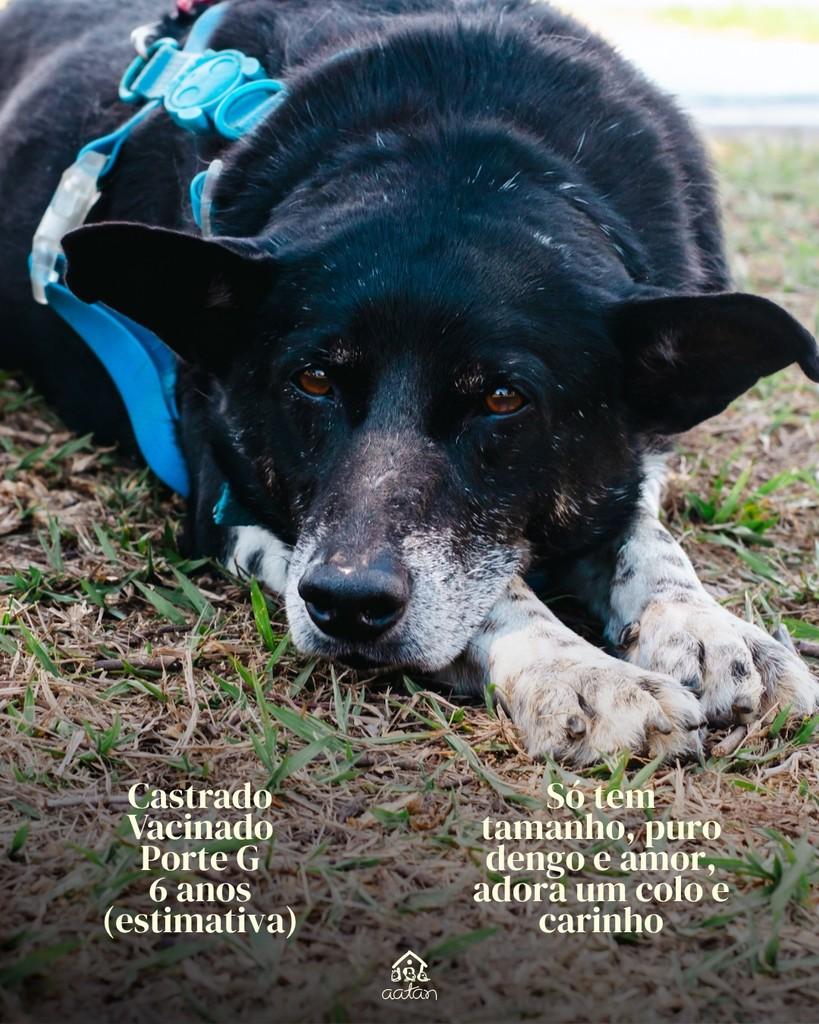Ramon, cachorro de porte grande para adoção em Sorocaba - SP