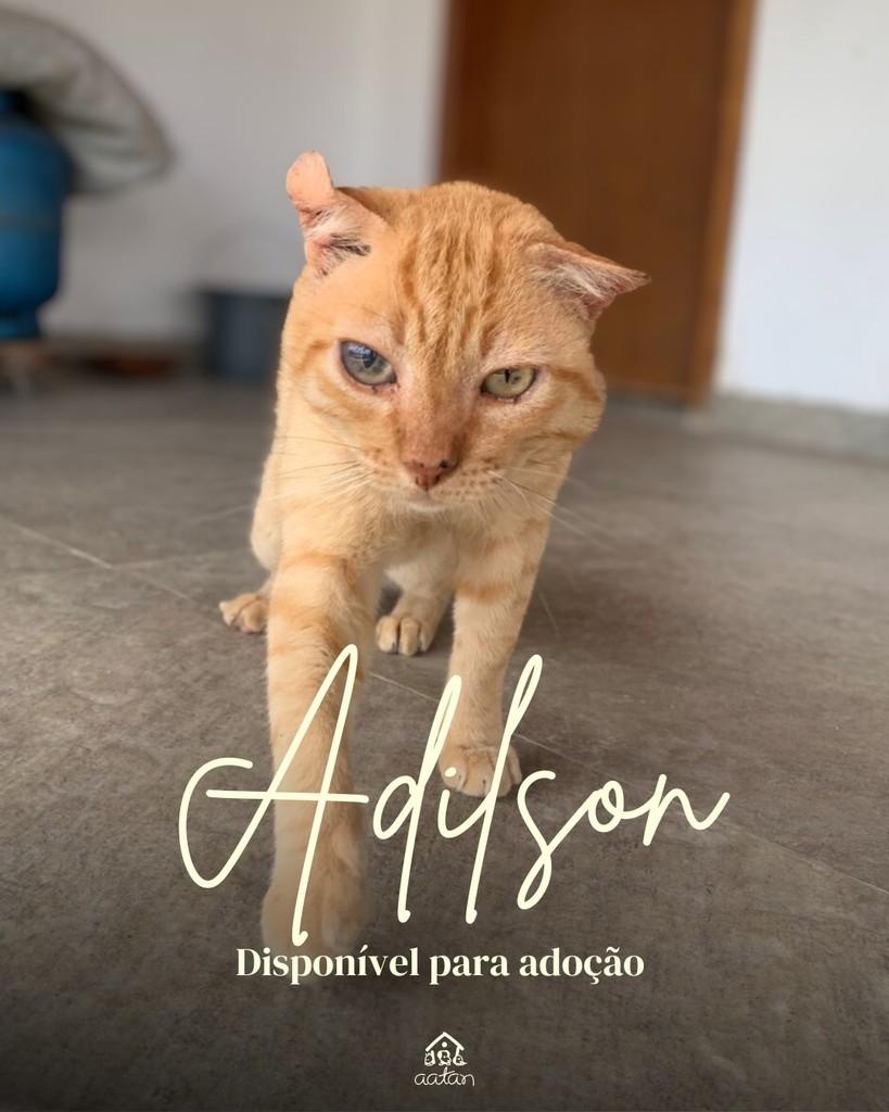Adilson, gato de porte médio para adoção em Sorocaba - SP