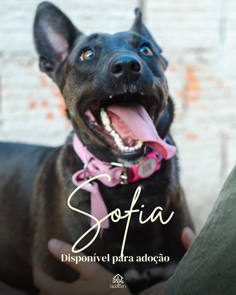 Sofia, cadela de porte médio para adoção em Sorocaba - SP