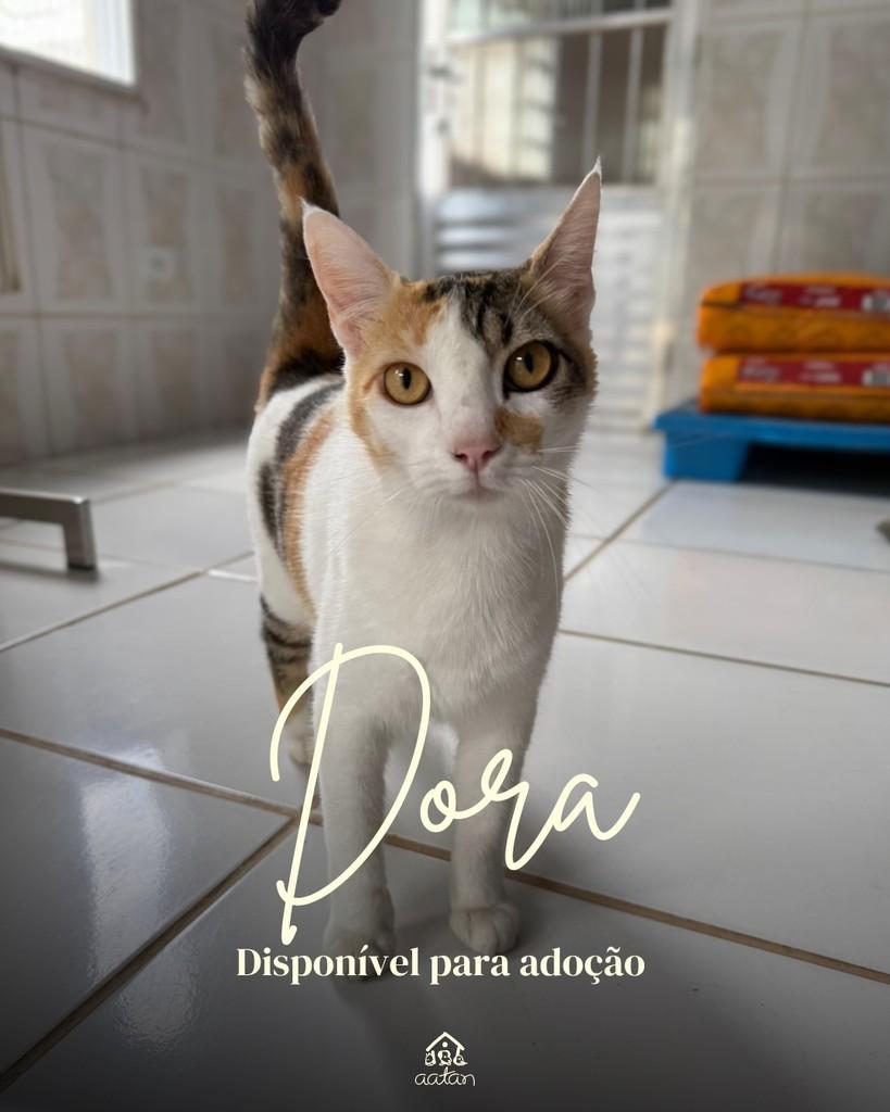 Dora, gata de porte médio para adoção em Sorocaba - SP
