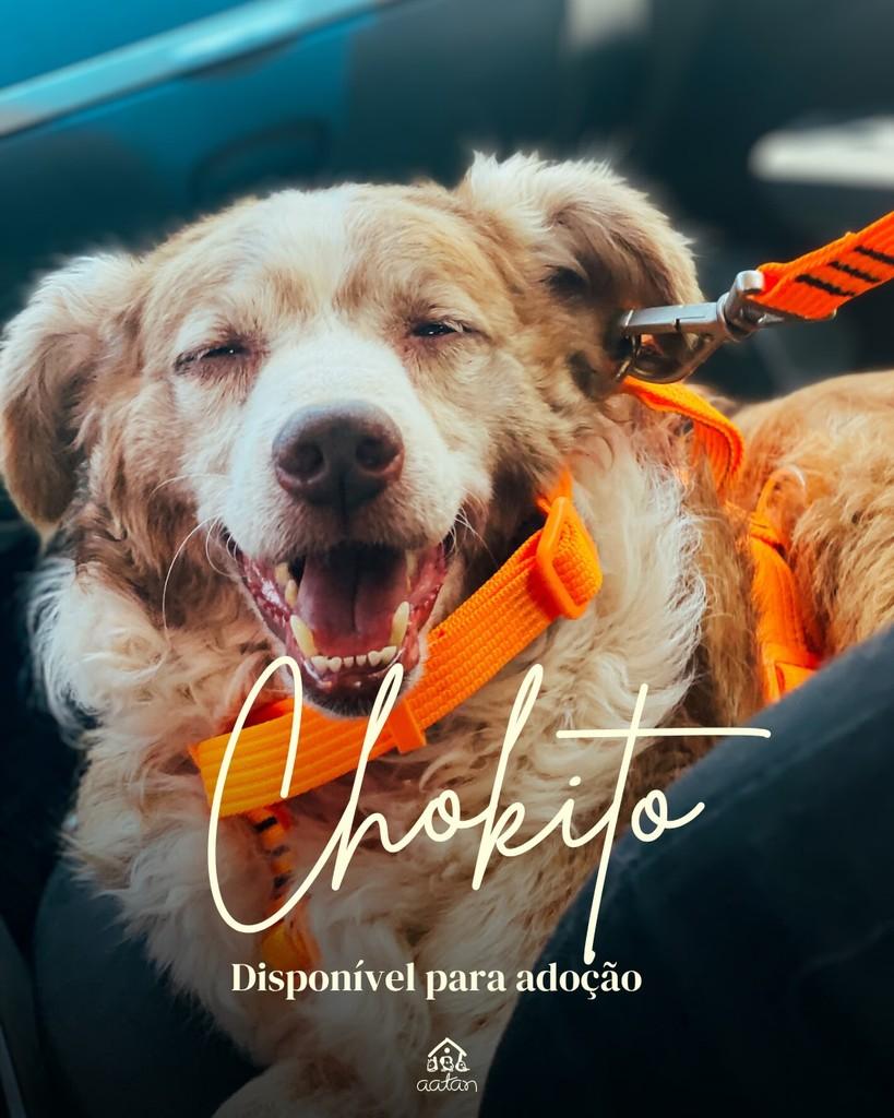 Chokito, cachorro de porte médio para adoção em Sorocaba - SP