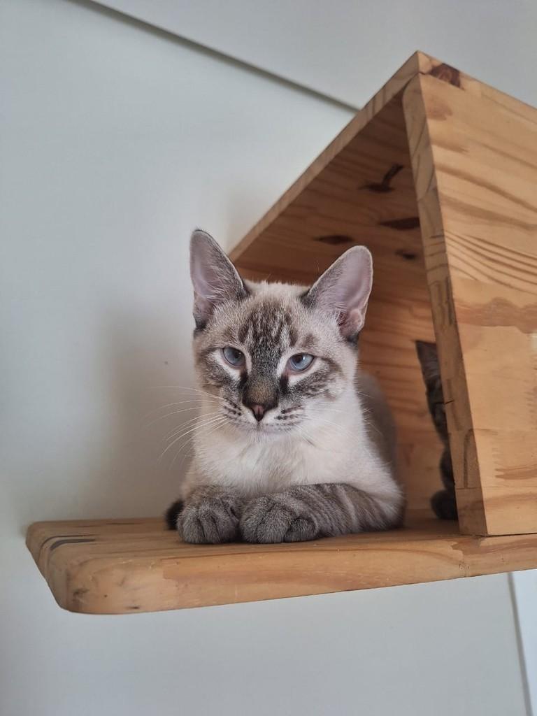 Vecna, gato de porte pequeno para adoção em Sorocaba - SP