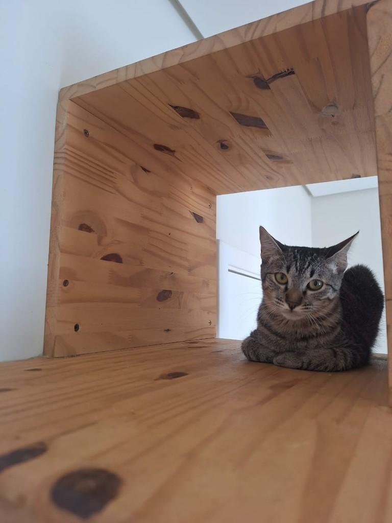 Robin, gata de porte pequeno para adoção em Sorocaba - SP