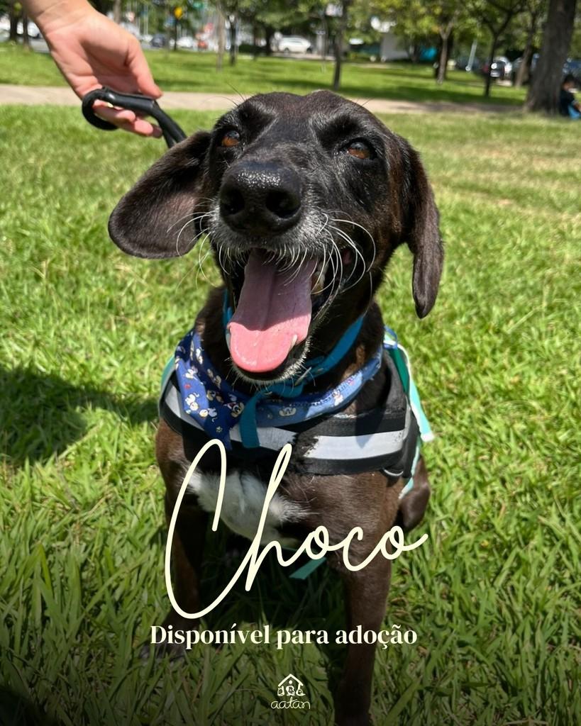 Choco, cachorro de porte médio para adoção em Sorocaba - SP