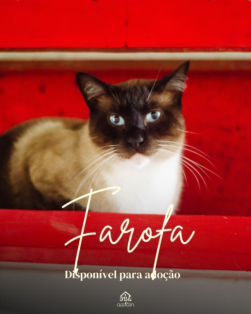 Farofa, gato de porte médio para adoção em Sorocaba - SP