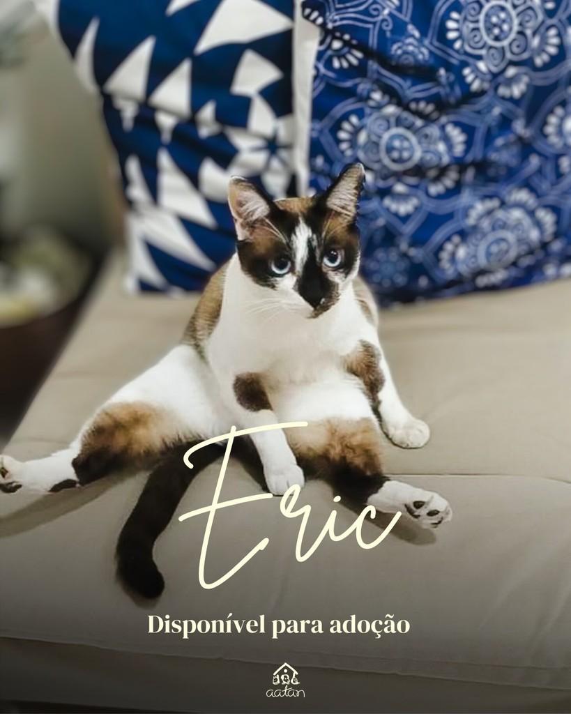 Eric, gato de porte médio para adoção em Sorocaba - SP