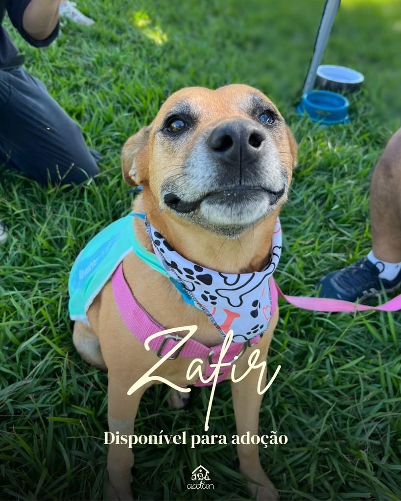 Zafir, cachorro de porte médio para adoção em Sorocaba - SP