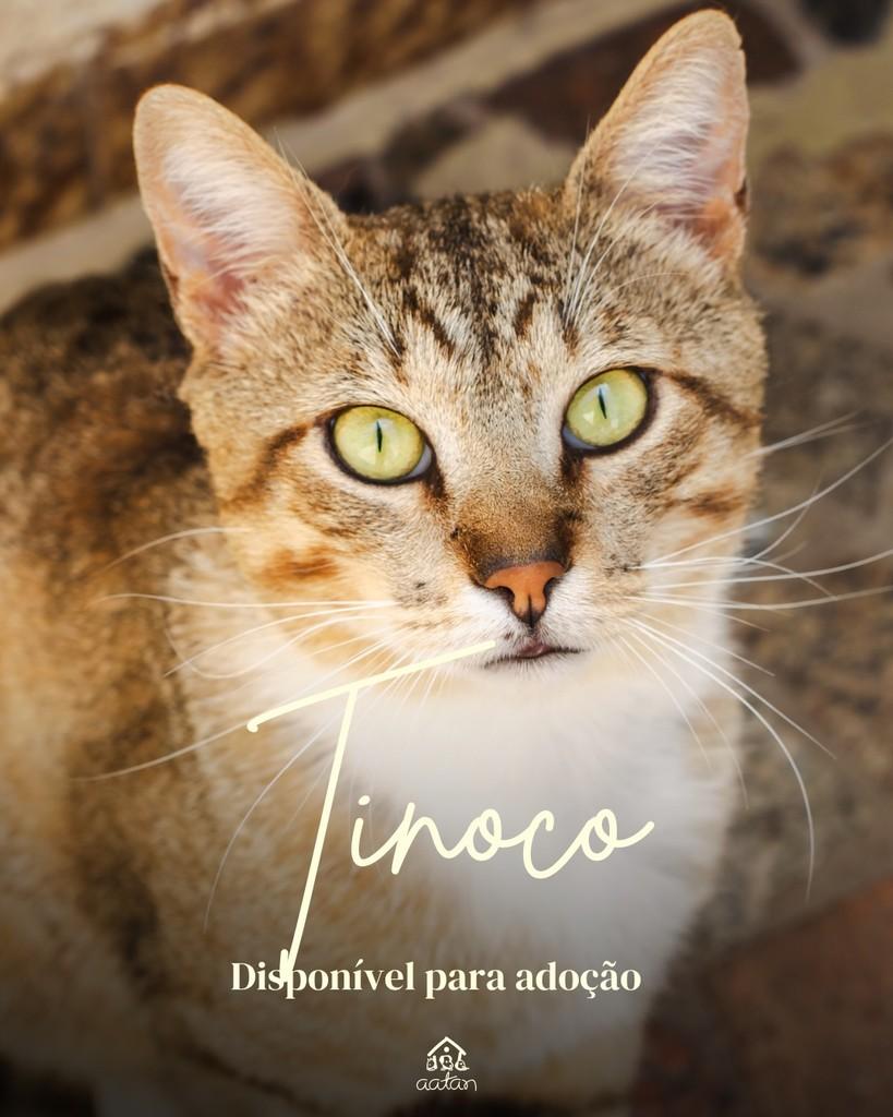 Tinoco, gato de porte médio para adoção em Sorocaba - SP