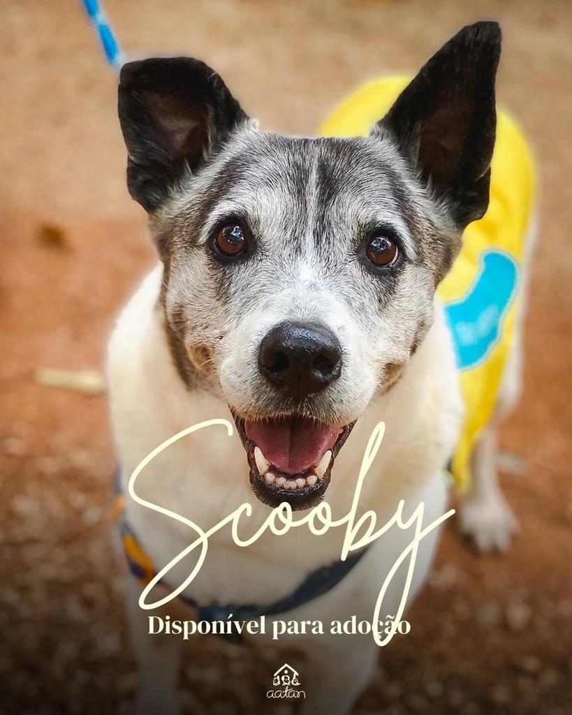 Scooby, cachorro de porte médio para adoção em Sorocaba - SP