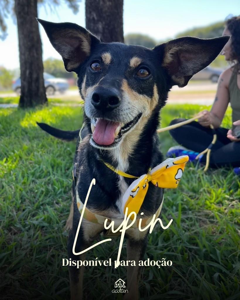Lupin, cachorro de porte médio para adoção em Sorocaba - SP