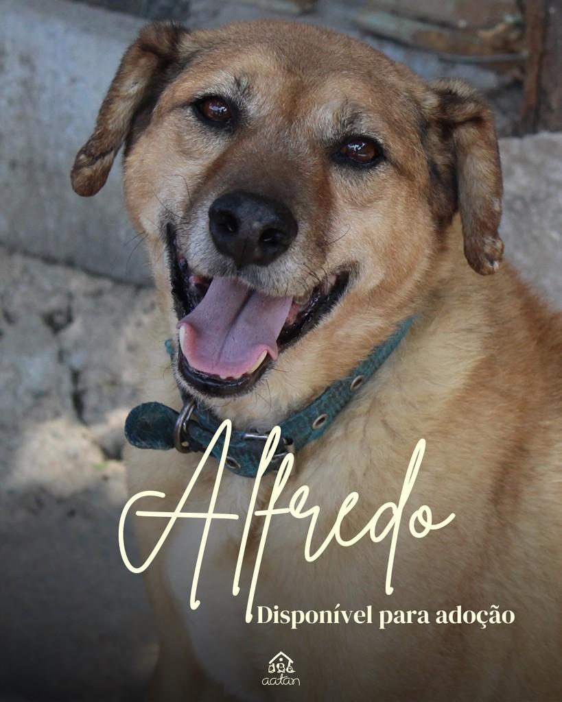 Alfredo, cachorro de porte médio para adoção em Sorocaba - SP