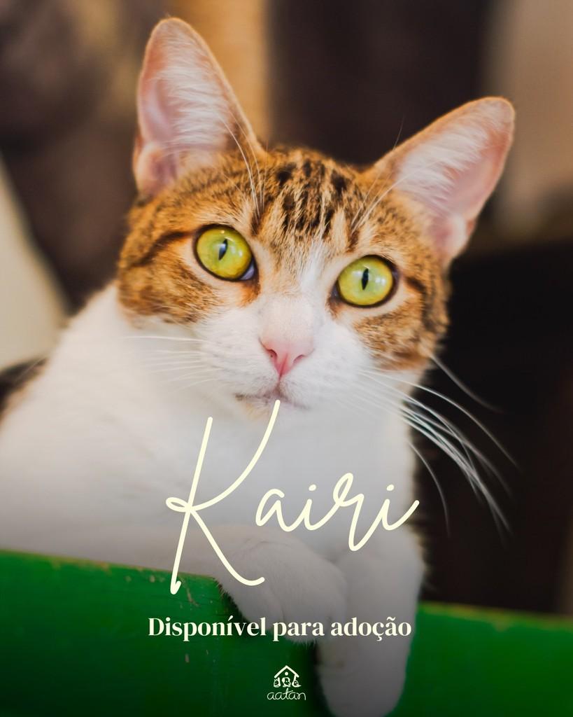 Kairi, gata de porte médio para adoção em Sorocaba - SP