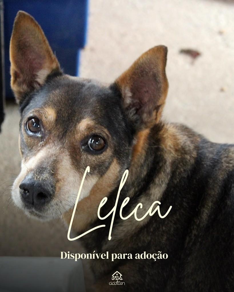 Leleca, cadela de porte médio para adoção em Sorocaba - SP