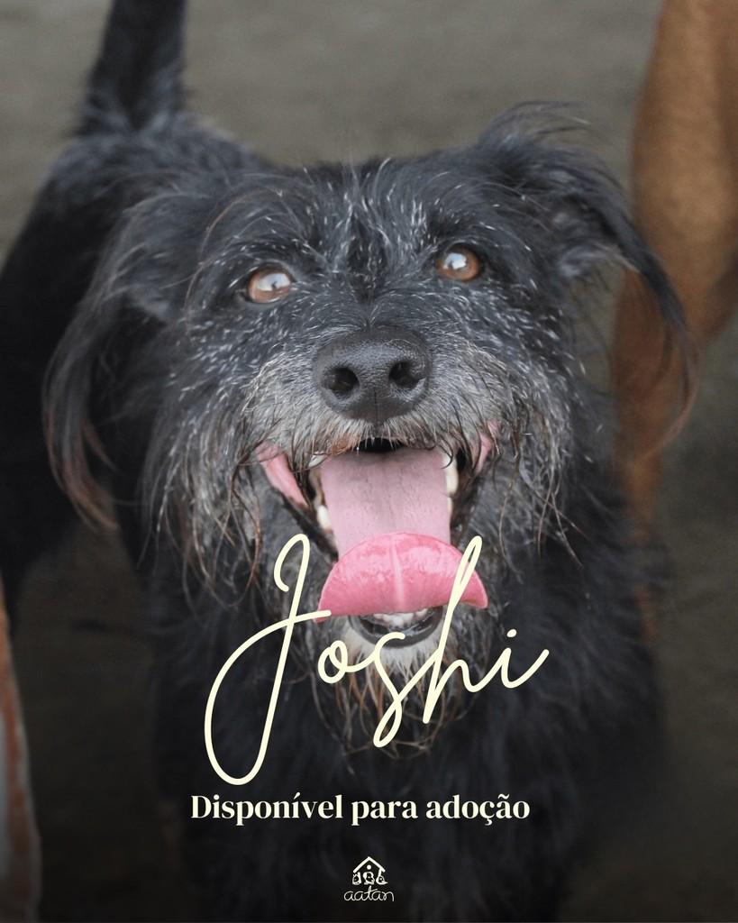 Joshi, cachorro de porte médio para adoção em Sorocaba - SP