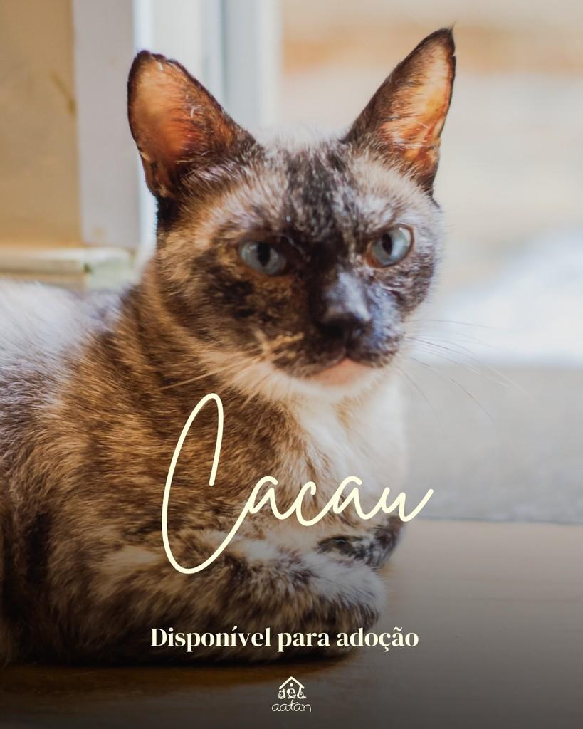 Cacau, gata para adoção em Sorocaba - SP