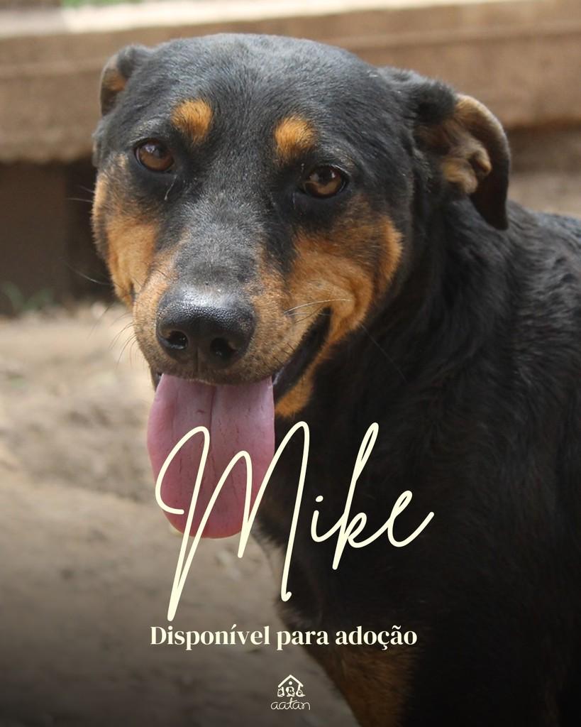 Mike, cachorro de porte médio para adoção em Sorocaba - SP