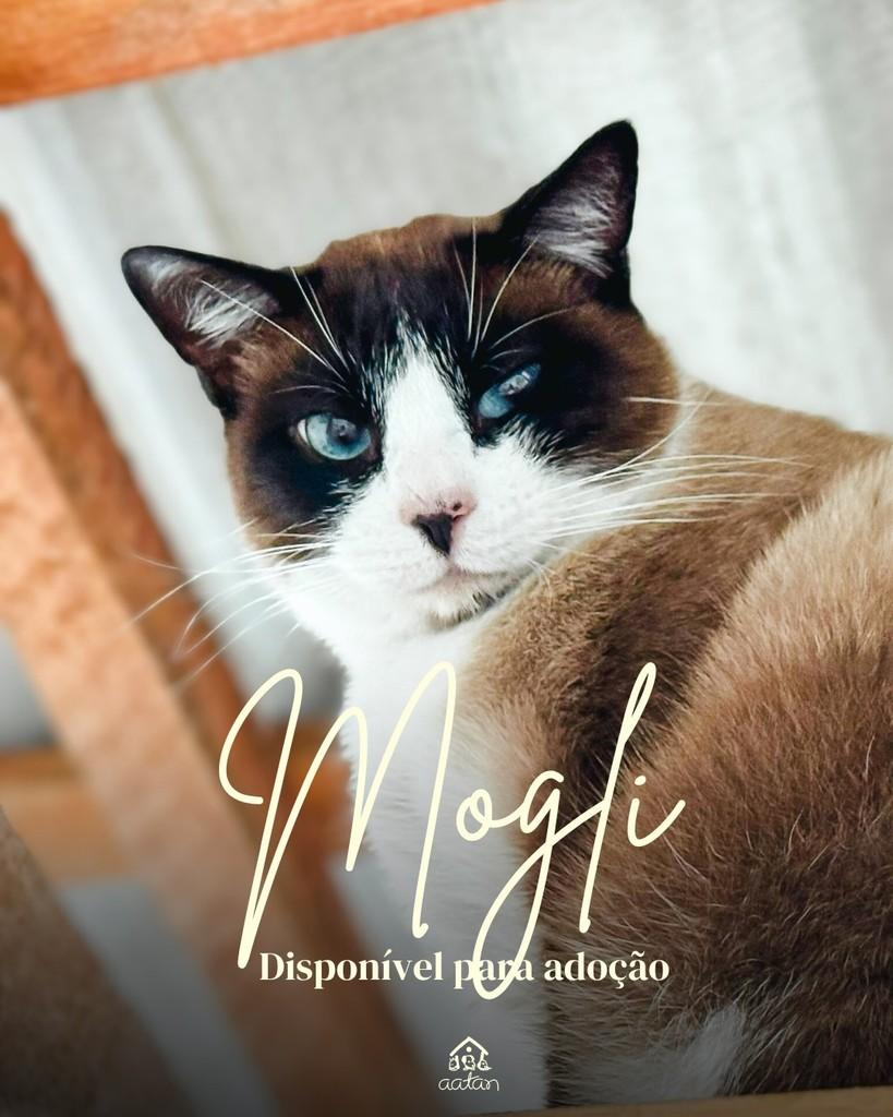 Mogli, gato de porte médio para adoção em Sorocaba - SP