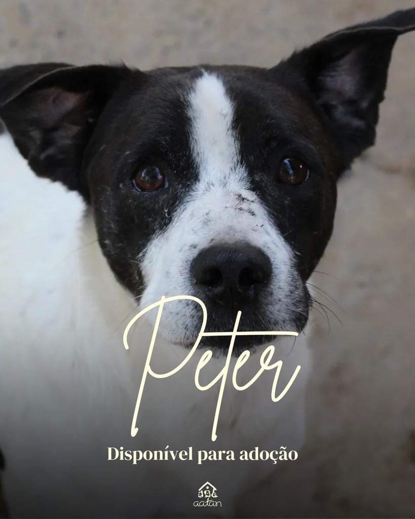 Peter, cachorro de porte médio para adoção em Sorocaba - SP