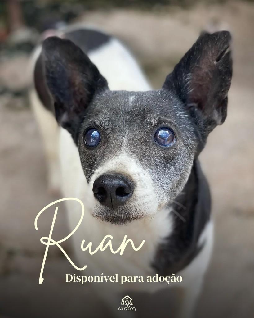 Ruan, cachorro de porte médio para adoção em Sorocaba - SP