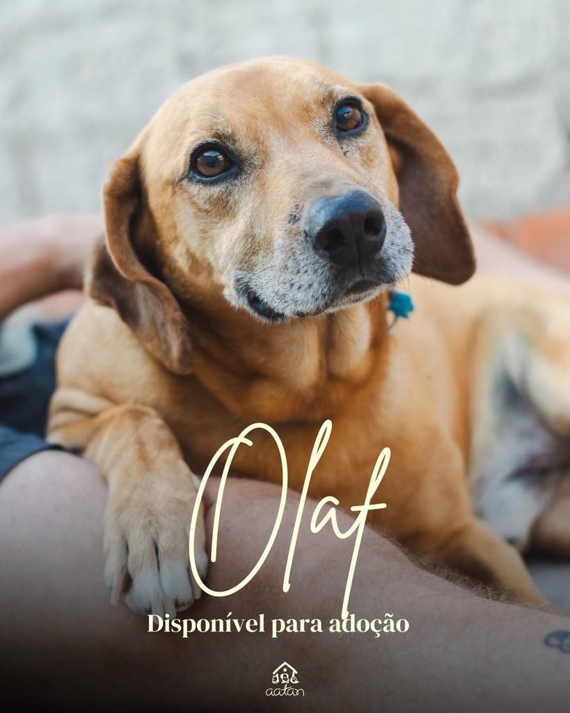 Olaf, cachorro de porte médio para adoção em Sorocaba - SP