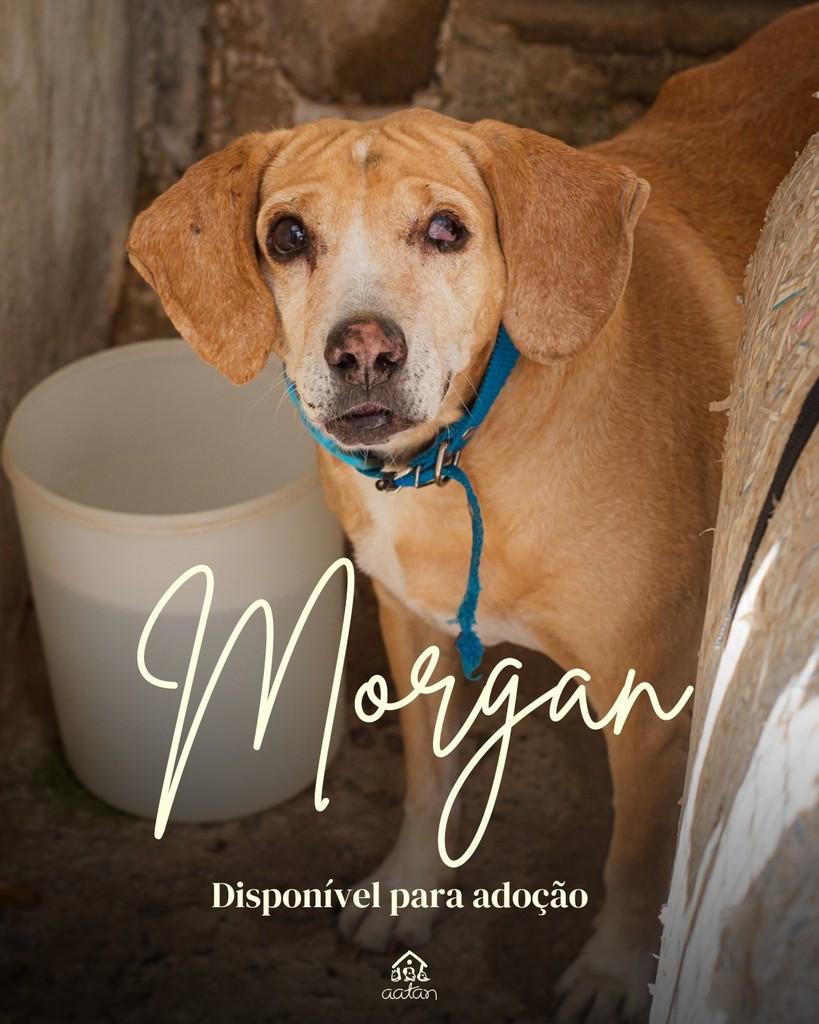 Morgan Freeman, cachorro de porte médio para adoção em Sorocaba - SP