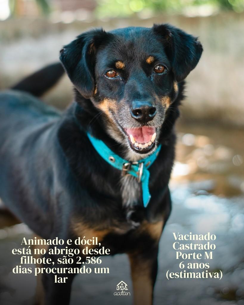 Zanetti, cachorro de porte médio para adoção em Sorocaba - SP