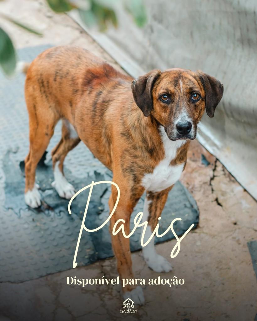 Paris, cachorro de porte médio para adoção em Sorocaba - SP
