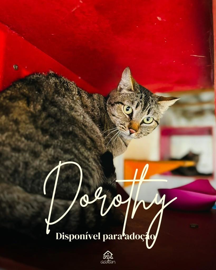 Dorothy, gata de porte médio para adoção em Sorocaba - SP