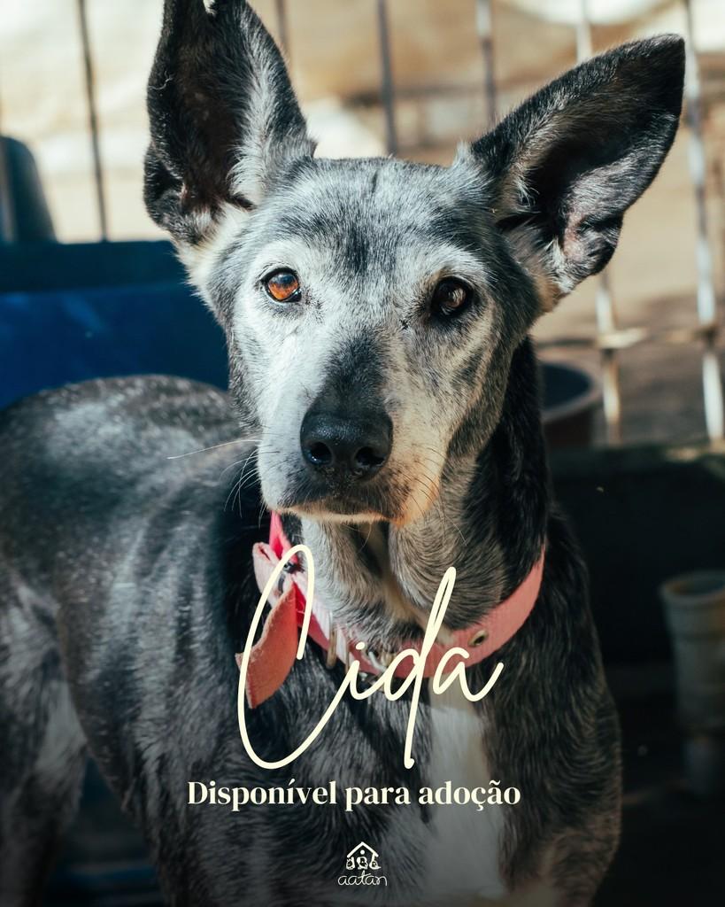 Cida, cadela de porte médio para adoção em Sorocaba - SP