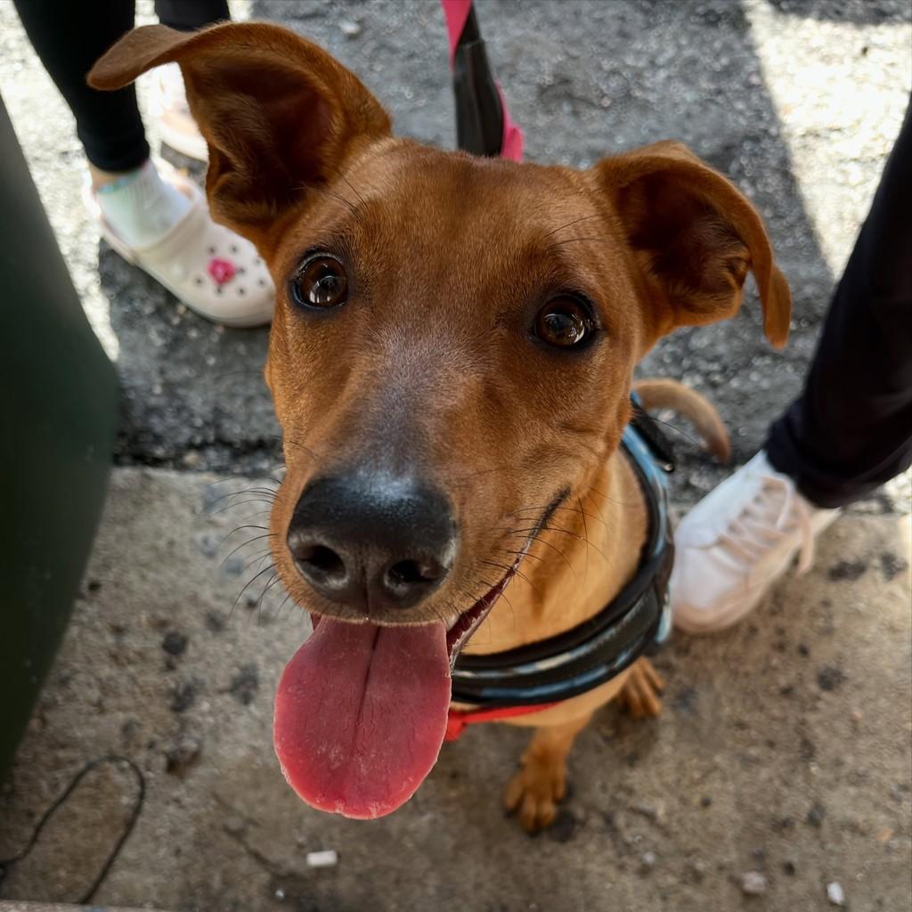 Bisteca, cachorro de porte pequeno para adoção em Sorocaba - SP