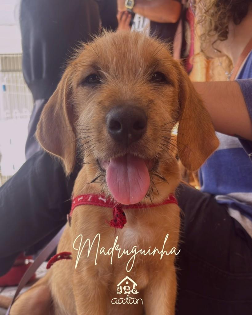 Madruguinha, cachorro de porte pequeno para adoção em Sorocaba - SP